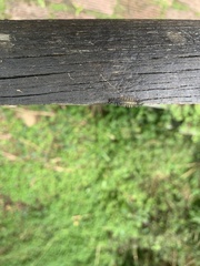Lepidoptera