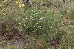 Cyanothamnus coerulescens