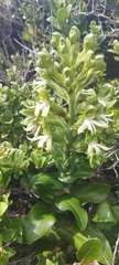 Bonatea speciosa