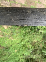 Lepidoptera