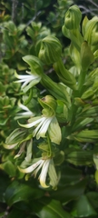 Bonatea speciosa