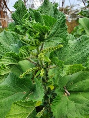 Urtica massaica