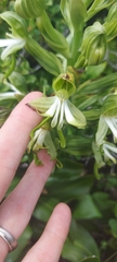 Bonatea speciosa