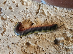 Anadenobolus monilicornis