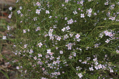 Cyanothamnus coerulescens