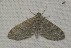 Lobophora halterata