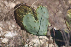 Opuntia orbiculata