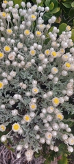 Achyranthemum