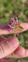 Trifolium pratense