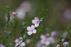 Cyanothamnus coerulescens