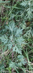 Artemisia vulgaris