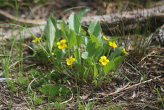 Viola praemorsa