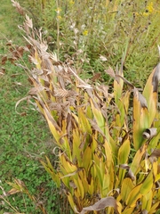 Chasmanthium latifolium