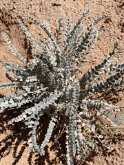 Astragalus mollissimus