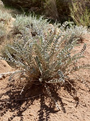 Astragalus mollissimus