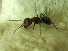 Camponotus planatus