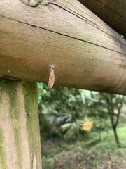 Lepidoptera