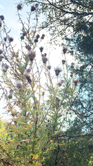 Cirsium discolor