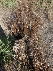 Silphium perfoliatum