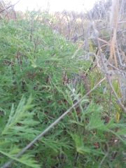 Ambrosia tenuifolia