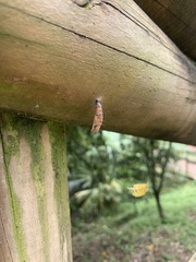 Lepidoptera