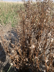 Silphium perfoliatum