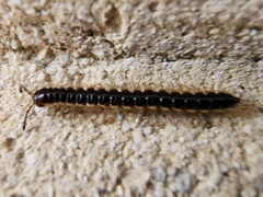 Asiomorpha coarctata