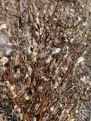 Silphium perfoliatum