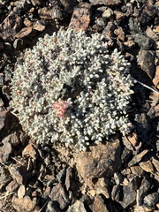 Eriogonum