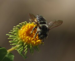 Megachile parallela