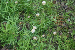 Trifolium longipes