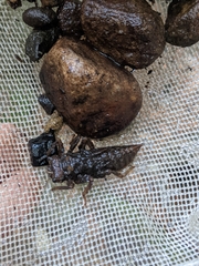 Cordulegaster dorsalis