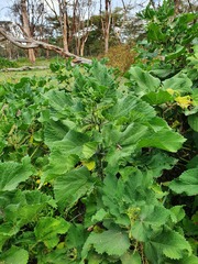 Urtica massaica