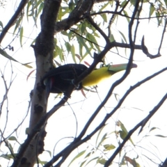 Ramphastos sulfuratus