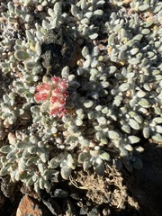 Eriogonum