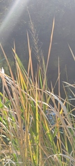 Zizania latifolia
