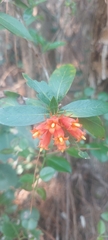 Burchellia bubalina