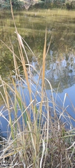 Zizania latifolia