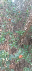 Burchellia bubalina