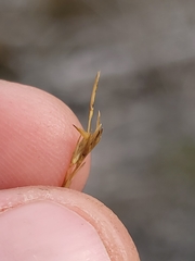 Sporobolus neglectus
