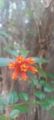 Burchellia bubalina