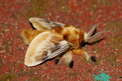 Megalopyge opercularis