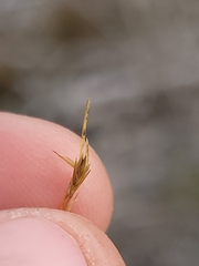 Sporobolus neglectus