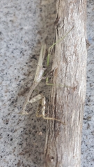 Stagmomantis carolina