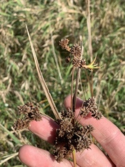Scirpus hattorianus