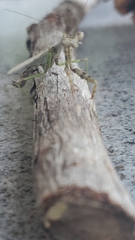 Stagmomantis carolina