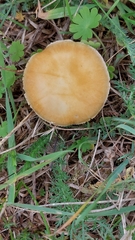 Cystoderma aureum