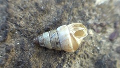 Cochlicella