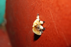 Megalopyge opercularis