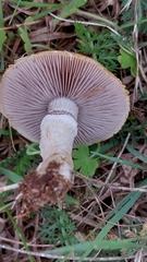 Cystoderma aureum